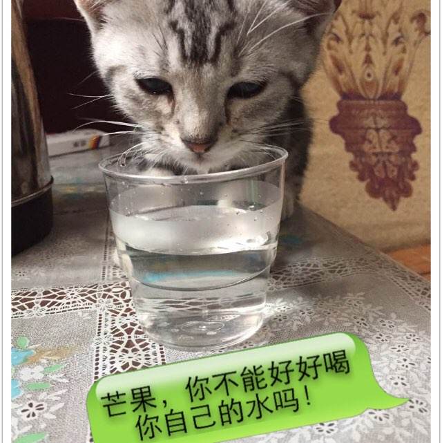 制作亨廷顿大学文凭